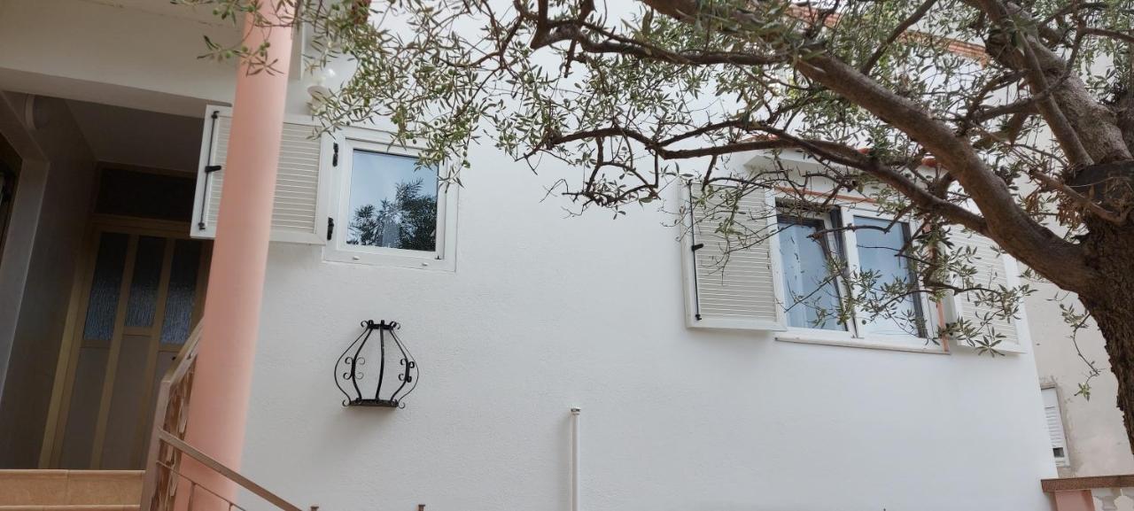Olive Tree * Zadar